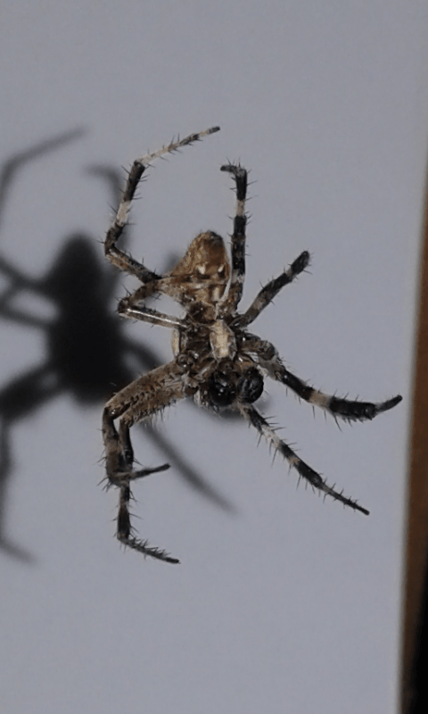 Araneus sp. (Araneidae)? S,  Araneus angulatus, maschio - prov. PD